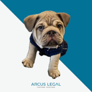 Image of Arcus Legal's newest office dog, Titus Rexx